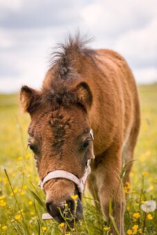 Shetland pony hřebeček - 2