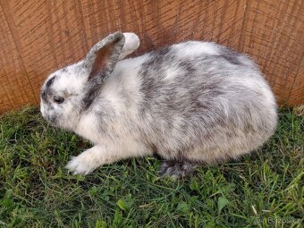 Králík čistokrevný Rhönský samec - 2