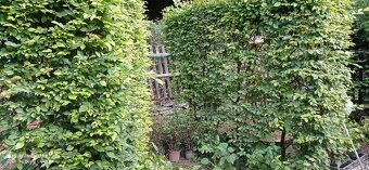 Habr na živé ploty. - 2