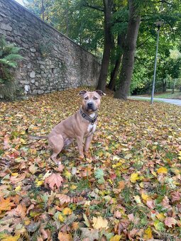 Americký stafordšírský Teriér - 2