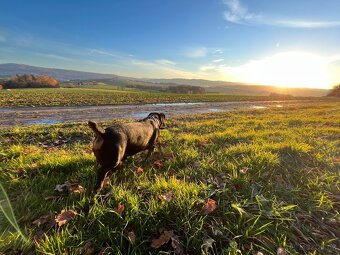 NABÍZÍM KE KRYTÍ - Alpský jezevčíkovitý brakýř - 2