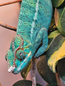 Chameleon pardálí - 2