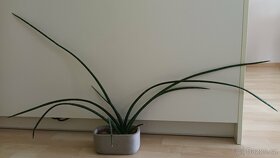 SANSEVIERIA CYLINDRICA - "Tchýnin jazyk" - 2