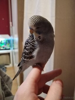 Poptavam Andulku na dokrmeni - 2