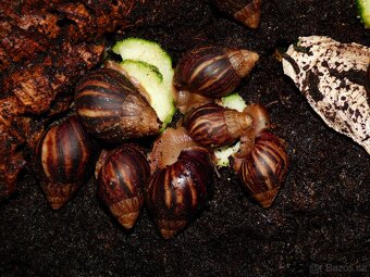 Oblovka (Lissachatina immaculata) - 2