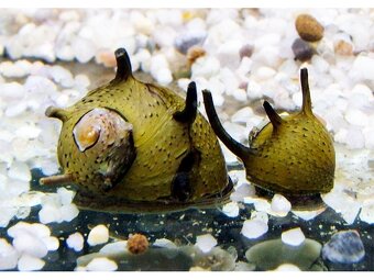 Řasožraví šneci - 2