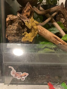 Pagekon řasnatý - samec - 2