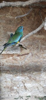 Neoféma modrohlavá - 2