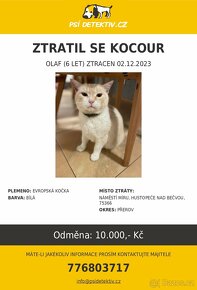 HLEDÁ SE BÍLÝ KOCOUR OLÍ - 2
