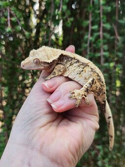 Dospělá samice - pagekon řasnatý / ciliatus - 2