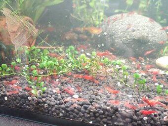 Neocaridina Red Cherry - 2