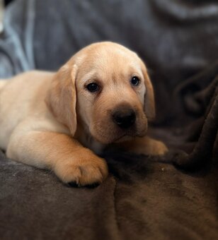 Labrador s PP,tři světlá štěňátka - 2