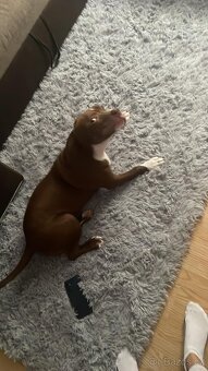 Pitbull Bully - 2