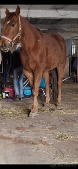 Appa valach nar.2017 s QH linií - 2