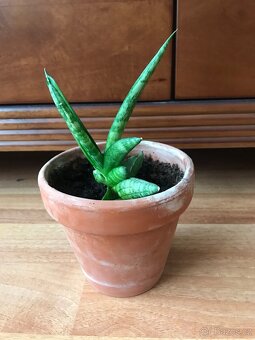 Sansevieria v keramickém květináči - 2