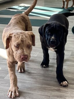 American Bully - 2