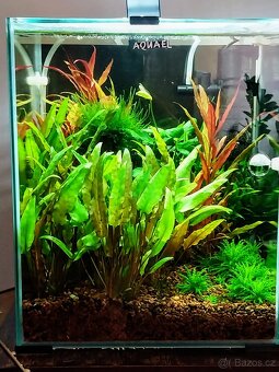 Daruji Cryptocoryne wendtii - 2