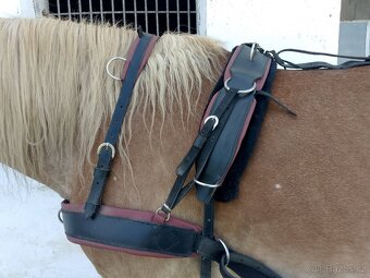 Prodám párové postroje - 2