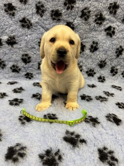 Štěňátka Labradorský retriever s PP - 2