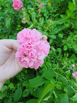 Růže růžová popínavá - 2