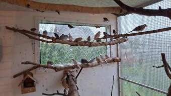 Holoubek diamantový - 2