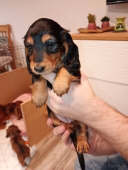 Jezevčík trpasličí dlouhosrstý - 2