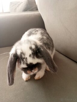 Zakrslý beránek králíček - 2