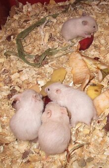 Křeček syrský - mláďata - 2