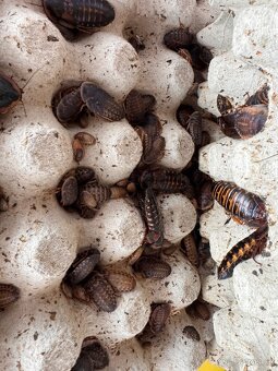 Šváb argentinský-Blaptica dubia - 2