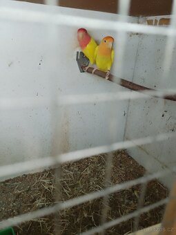 Agapornis - 2