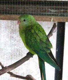 Papoušek nádherný- samice - 2