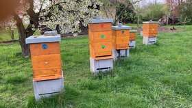 Vyzimovaná včelstva, oddělky - 2