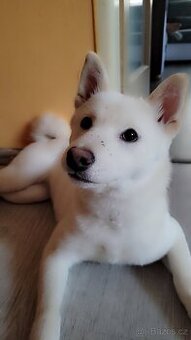 Shiba inu - 2