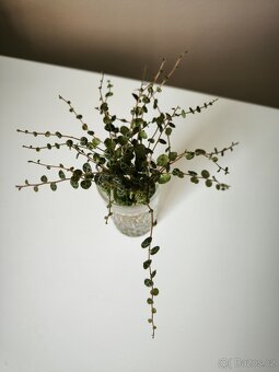 Peperomia prostrata - 2