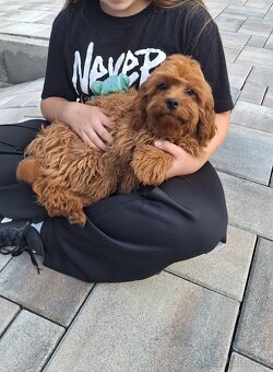 Cavapoo - 2