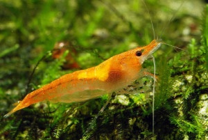 Krevetky - Neocaridina Orange Sakura light - 2