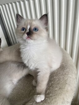 Nádherní 3 kocourci Ragdoll bez pp - 2