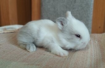 Zakrslý Teddy králík, králíček - 2