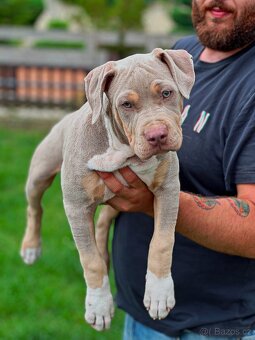 American bully xl/xxl Pitbull xxl - 2