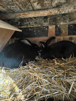 Německý obrovitý strakáč - 2