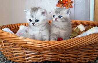 Britská koťátka s PP - 2