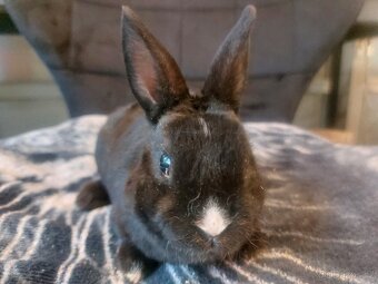 Zakrslý králík rex černý - 2