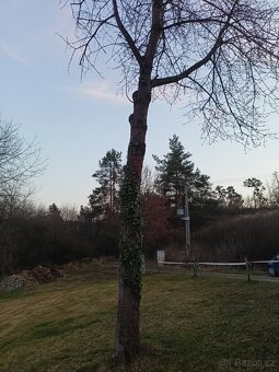 Prodám kmen višně - 2