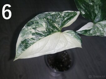Syngonium Podophyllum Albo variegata - 2