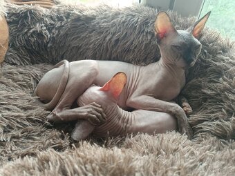 SPHYNX koťata bez PP - 2