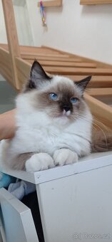 Ragdoll s pp - 2