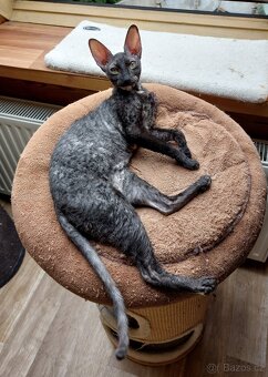 Cornish Rex - 2