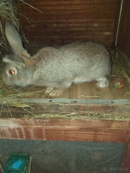 Pprodej králíků - 2