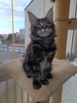 Mainská mývalí s PP - 2