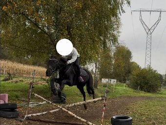 Klisna 15let - 2